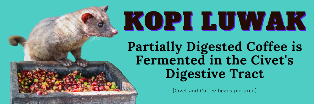 fermented-coffee-from-civet-poop